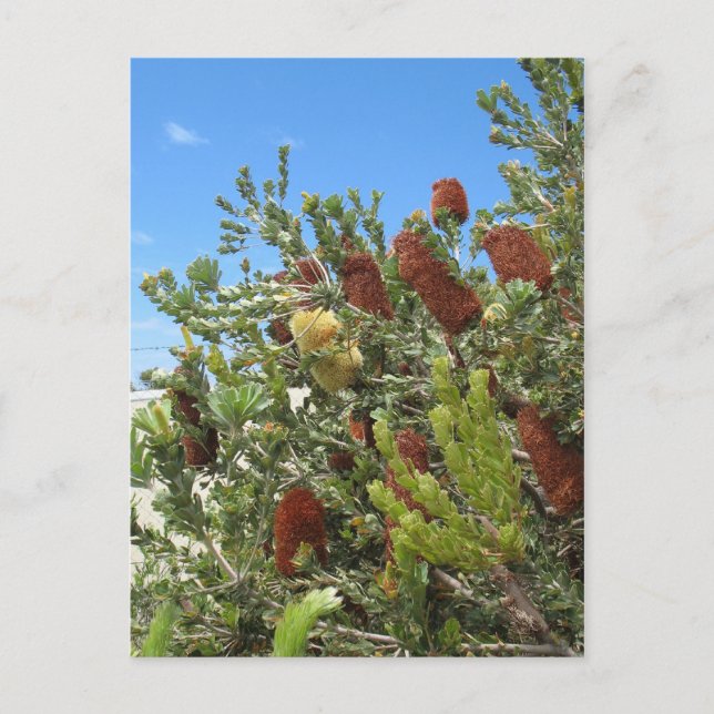 Banksias Postkarte (Vorderseite)