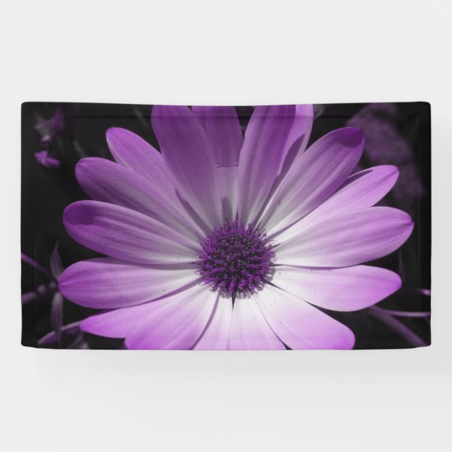Banner für lila Daisy Blume (Horizontal)
