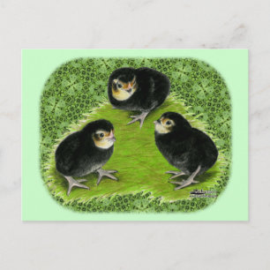 Bantam Chicks im Garten Postkarte