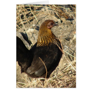 Bantam Pullet