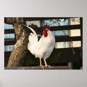Bantam Rooster Poster