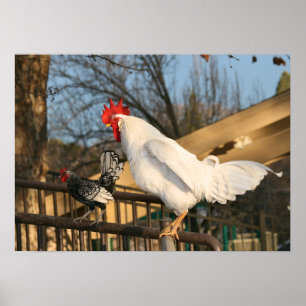 "Bantam & Sebright"-Roosters Poster
