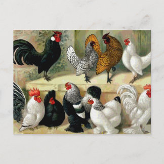 "Bantamhühner" Vintage-Illustration Postkarte