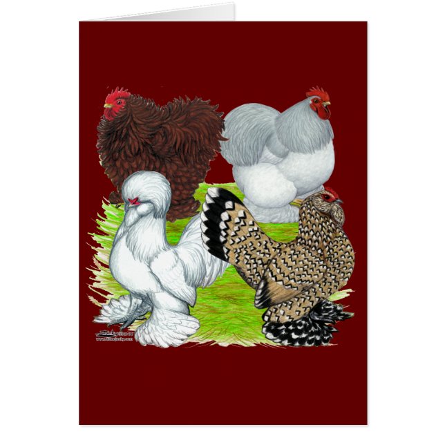 Bantams en plumes Legs (Devant)