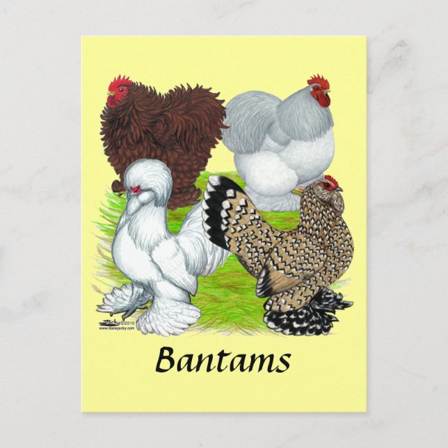 Bantams Feather Leged Postkarte (Vorderseite)