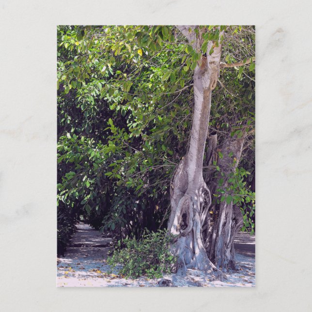 Banyan Street Postcard Postkarte (Vorderseite)