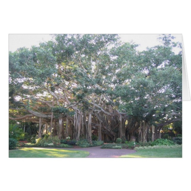 Banyan Tree (Devant horizontal)
