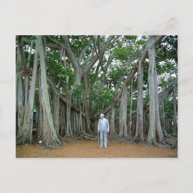 Banyan Tree Edison & Ford Anwesen Ft Myers Florida Postkarte (Vorderseite)