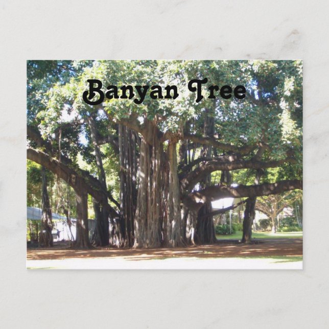 Banyan Tree Postkarte (Vorderseite)