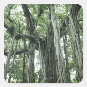 Banyan Tree Quadratischer Aufkleber