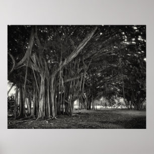 BANYAN TREE ROOT STRUKTUR POSTER