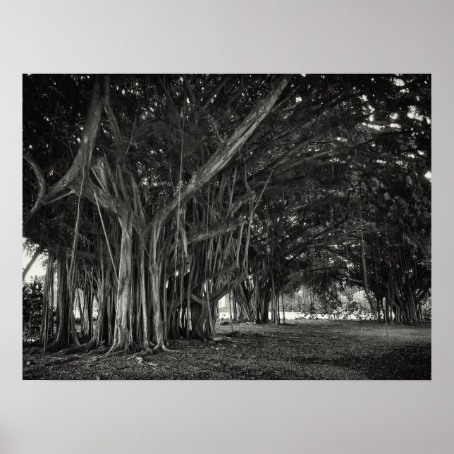 BANYAN TREE ROOT STRUKTUR POSTER (Vorne)