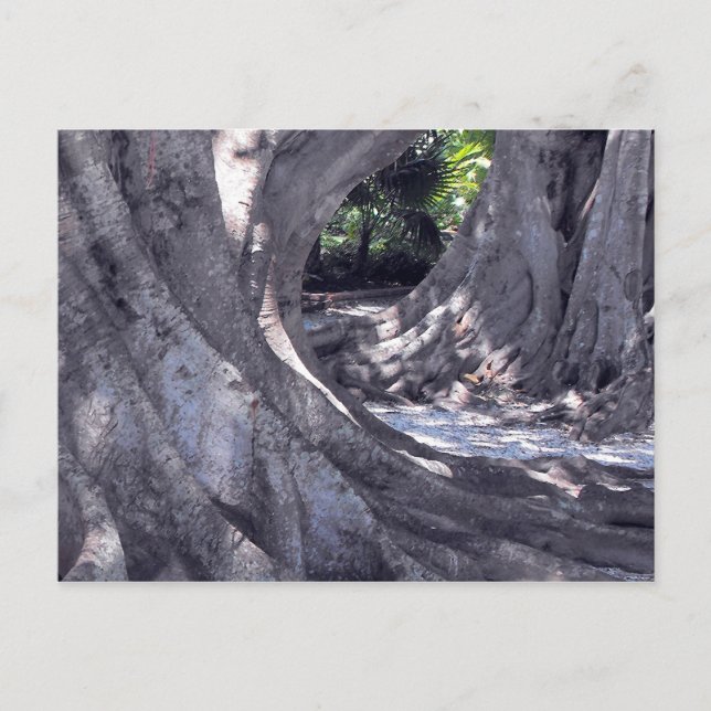 Banyan Trees Postkarte (Vorderseite)