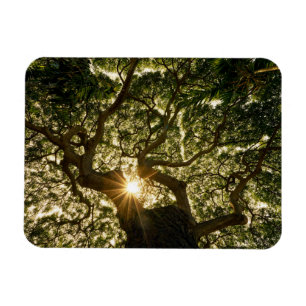 Banyanbaum-Überdachung Sunstar Magnet