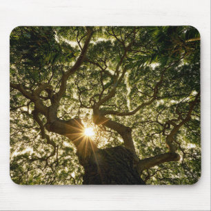 Banyanbaum-Überdachung Sunstar Mousepad