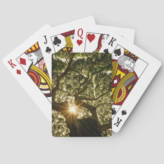 Banyanbaum-Überdachung Sunstar Spielkarten (Rückseite)