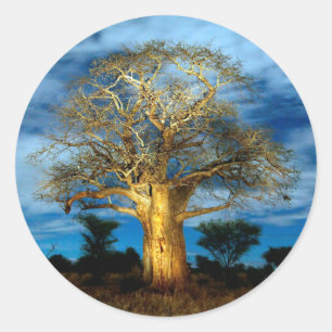 Baobab (Adansonia) Baum leuchtet auf dem Mond Runder Aufkleber
