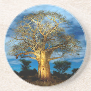 Baobab (Adansonia) Baum vom Mond erleuchtet Getränkeuntersetzer