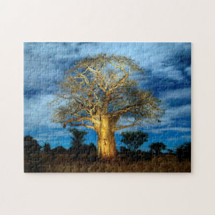 Baobab (Adansonia) Baum vom Mondlicht beleuchtet