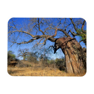 Baobab (Adansonia Digitata), Kruger Nationalpark Magnet