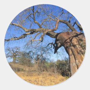 Baobab (Adansonia Digitata), Kruger Nationalpark Runder Aufkleber