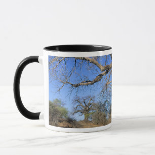 Baobab (Adansonia Digitata), Kruger Nationalpark Tasse