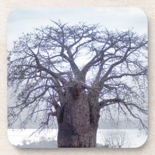 Baobab (Adansonia Digitata), Luanda Getränkeuntersetzer
