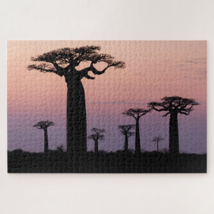 Baobab-Allee', Madagaskar, Morondava, Afrika,