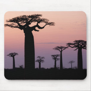Baobab-Allee', Madagaskar, Morondava, Afrika, Mousepad