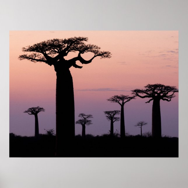 Baobab-Allee', Madagaskar, Morondava, Afrika, Poster (Vorne)
