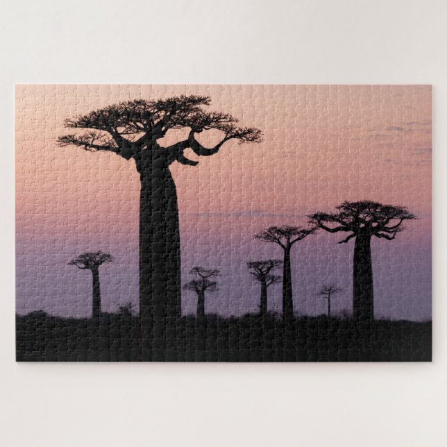 Baobab Alley', Madagaskar, Morondava, Afrika, (Horizontal)