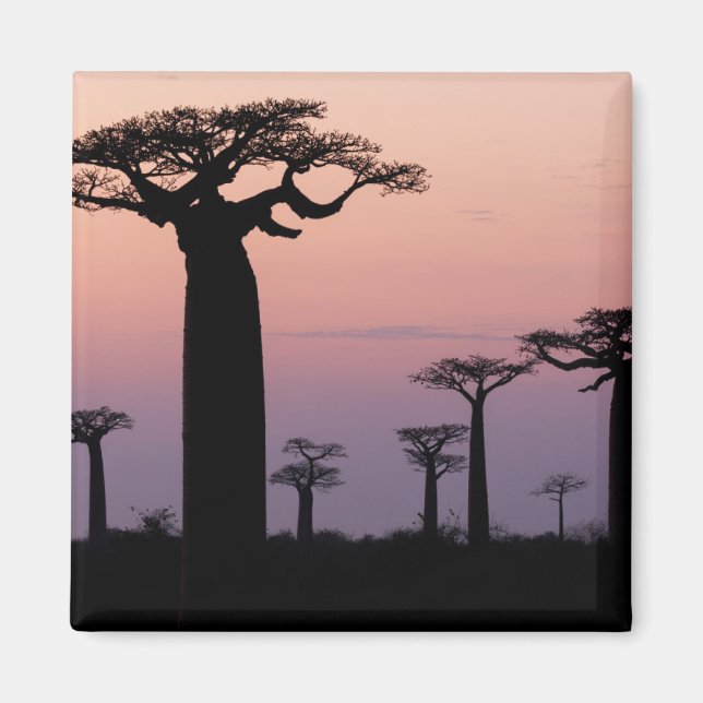 Baobab Alley', Madagaskar, Morondava, Afrika, Magnet (Vorne)
