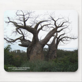 Baobab-Baum Mousepad