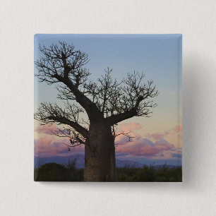 Baobab-Bäume, Berenty, Toliara, Madagaskar Button
