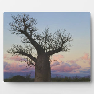 Baobab-Bäume, Berenty, Toliara, Madagaskar Fotoplatte