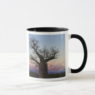 Baobab-Bäume, Berenty, Toliara, Madagaskar Tasse
