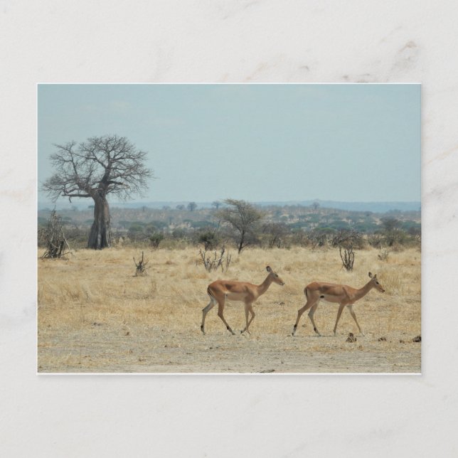 Baobab-Baumzweig personalisieren Destiny Destiny's Postkarte (Vorderseite)