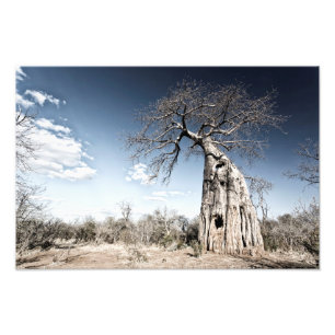 Baobab Tree at Mana Pools National Park, Simbabwe Fotodruck
