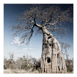 Baobab Tree at Mana Pools National Park, Simbabwe Poster