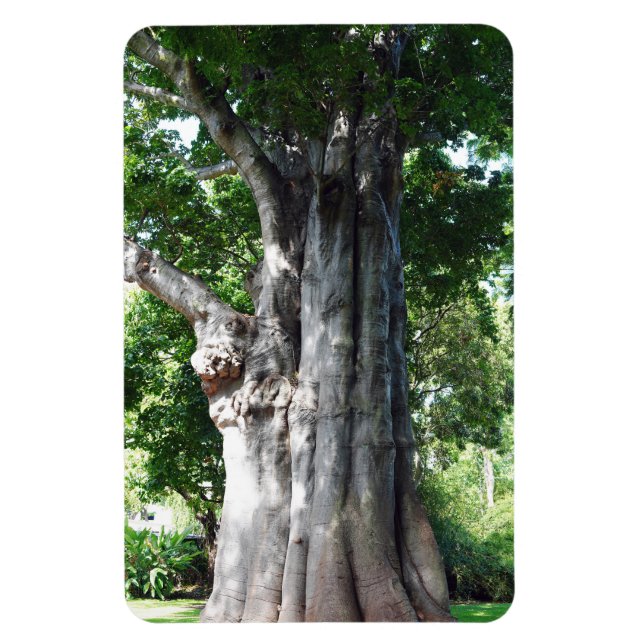Baobab Tree Foto Magnet (Vertikal)