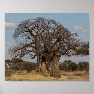 Baobab Tree From Tanzania. Poster