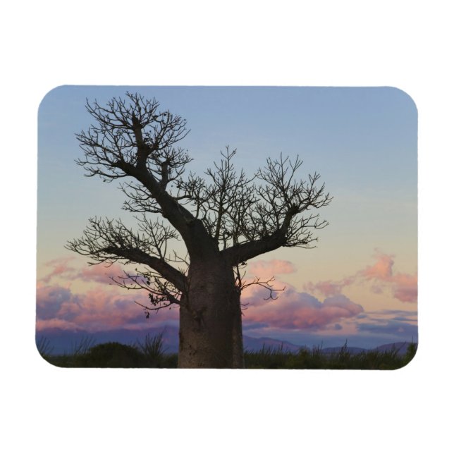 Baobab trees, Berenty, Toliara, Madagaskar Magnet (Horizontal)