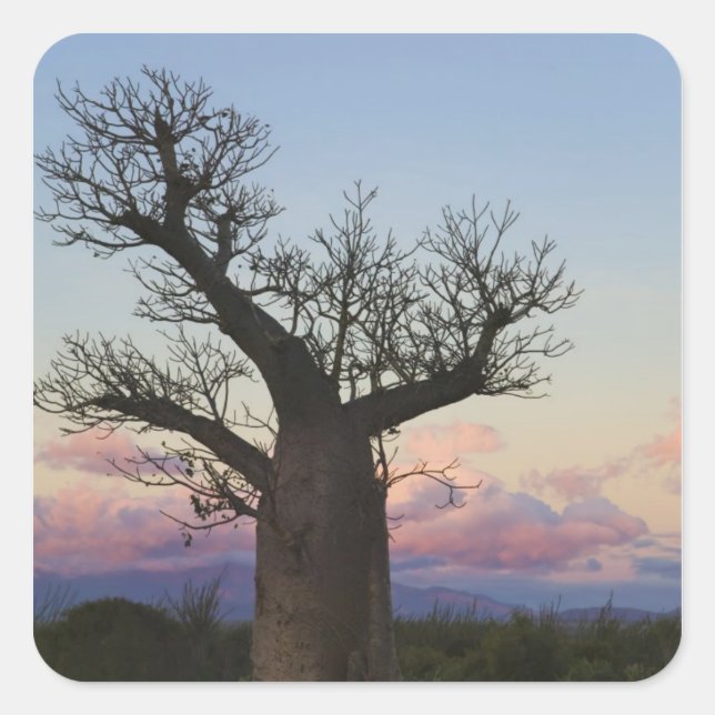 Baobab trees, Berenty, Toliara, Madagaskar Quadratischer Aufkleber (Vorderseite)