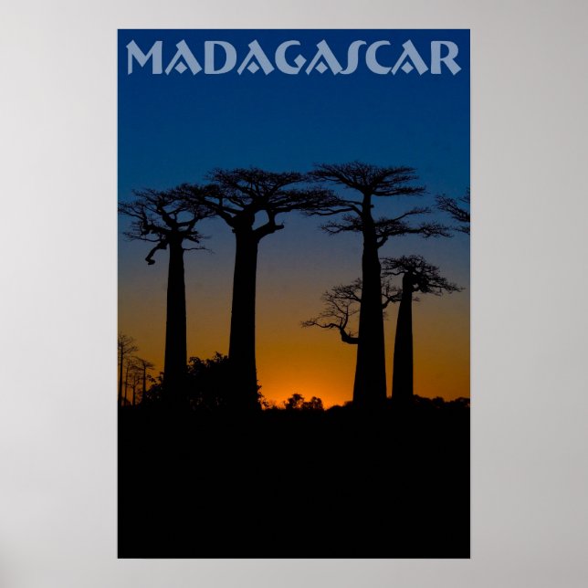 Baobabs de Madagascar Poster (Vorne)