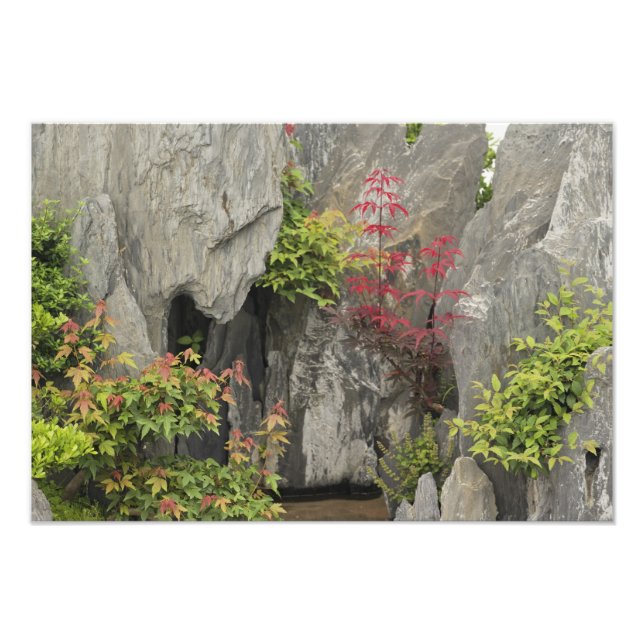 Baos Familiengarten, Huangshan, China. Fotodruck (Vorne)