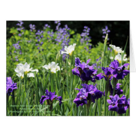 Baptisia False Indigo, Weiß und Double Lila Sib