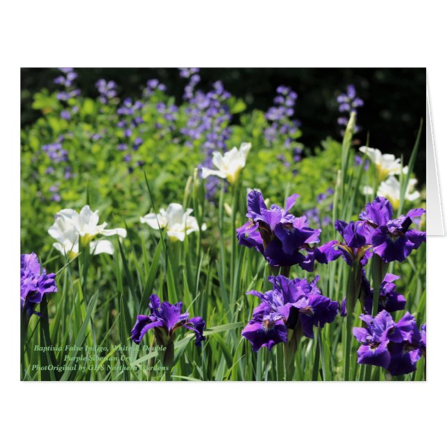 Baptisia False Indigo, Weiß und Double Lila Sib (Vorderseite (Horizontal))