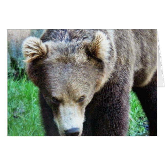 Bär (Vorderseite (Horizontal))
