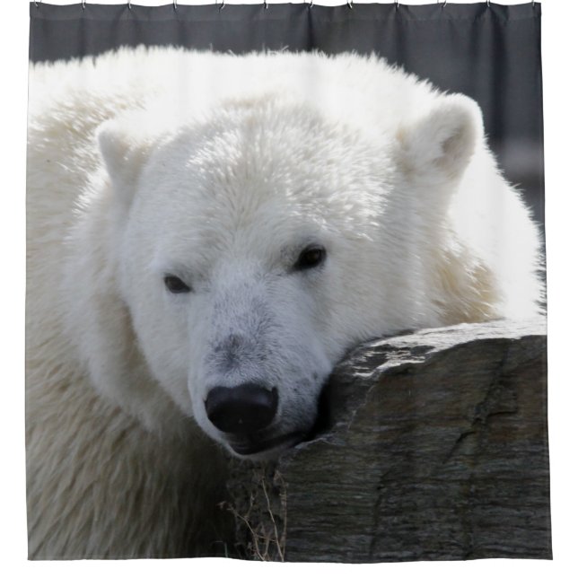 Bär 002 duschvorhang (Vorderseite)