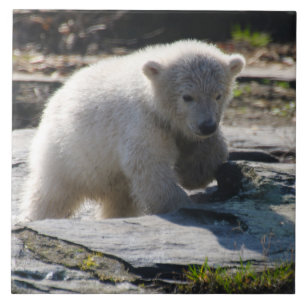 Bär 07 fliese